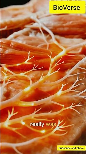 Hidden Layer Under Skin Explained | Hypodermis Function & Structure | Human Skin Layers