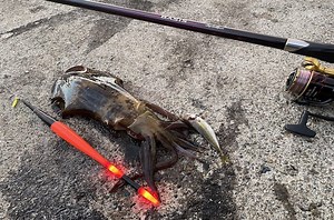 5分でわかるアオリイカのウキ釣り！エギの10倍釣れるかも | TSURI HACK[釣りハック]