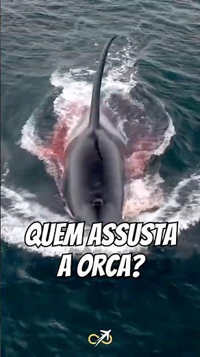 Is the ORCA the queen of the OCEAN? Meet the creature that even she AVOIDS