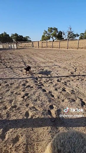 Australian Kelpie Puppy Training Tips and Tricks