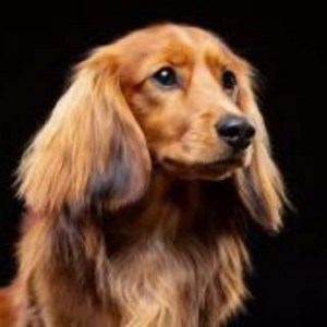 Pet Modelling with Models Direct Our Pet Model, Louis For booking enquiries - bookings@modelsdirect.com #petmodels #modelsdirect #modelling #bookamodel #daschaund | Talent Management Ltd