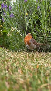 Pip 🥰 There’s just something so special about having a robin hopping around your feet! They know that you know they’re there, with sometimes a little glance up as if to say “we’re a great team!” 🥰 | Putman and Robin