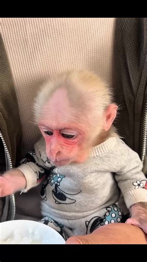 Monkey's Mixed Emotions: Joy and Sadness for Parents