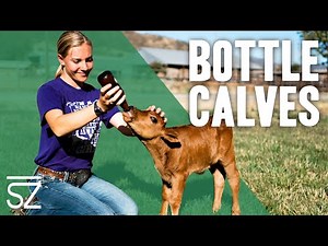 How to Care for a Bottle Calf