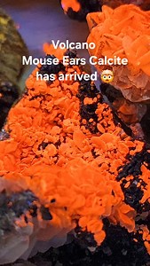 New arrival. Volcano Mouse Ears Calcite's reaction to shortwave ultraviolet light takes these already fascinating calcite blade formations to another realm! Specimens available at; Camp Creek Stoneworks Bloomington, IN Wed-Sun 11-7 #uvrocks #uv #mineral #geology #crystals #rocks #rockshop #uvreactive #indiana #bloomingtonindiana #iu | Camp Creek Stoneworks