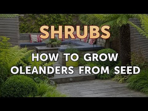 How to Grow Oleanders From Seed