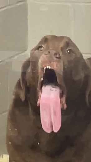 This is literally killing me 😂 #animals #funny #veterinarian #vetmed #vetlife