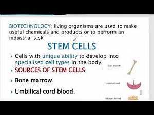Copyof GENETICS, GENETIC ENGINEERING, BIOTECHNOLOGY,STEM CELLS. GRADE 12 LIFE SCIENCES, 2025 [THUN