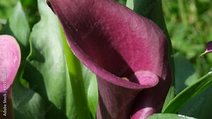 Purple Calla Lily flower close up with green leaves, selective focus. Calla flower pot macro photo. Sunlight on the purple flower petal