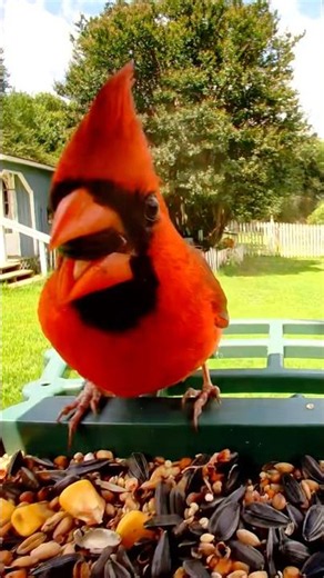 Northern Cardinals in a Hurry! ❤️ Vibrant Garden Moments