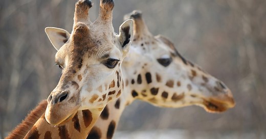 12 Sounds Giraffes Make