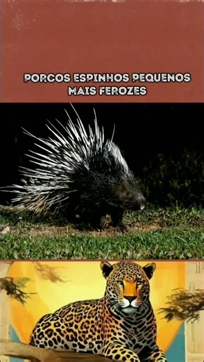 documentarios animal #Documentário #planetaanimal