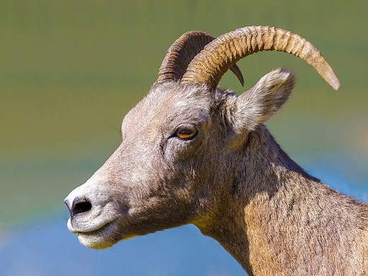 Even toed ungulate - Alchetron, The Free Social Encyclopedia