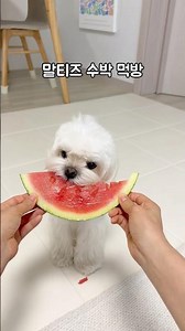우리강아지보다 수박 맛있게 먹는 강아지 못 봄ㅋㅋ