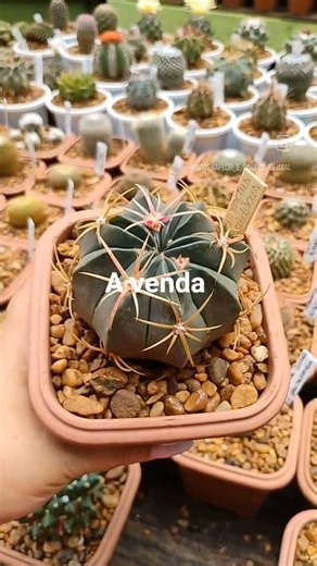 ferocactus macrodiscus a venda