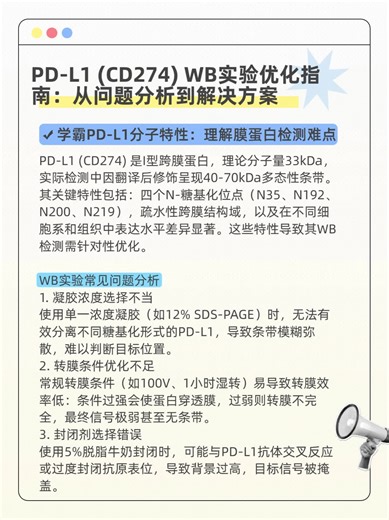 PD-L1 (CD274) WB实验优化指南（1）
