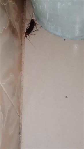 🚴“If cockroaches can find love in the dark, what’s your excuse?” 🎊“Cockroaches mate like they pay no rent—bold, fearless, and unashamed.” 💥“Cockroaches don’t believe in privacy; they mate anywhere, anytime.” 💅“Seeing cockroaches mating is a reminder that life always finds a way… unfortunately.” “Cockroaches mate like they’re daring you to complain.” | Odi's meal