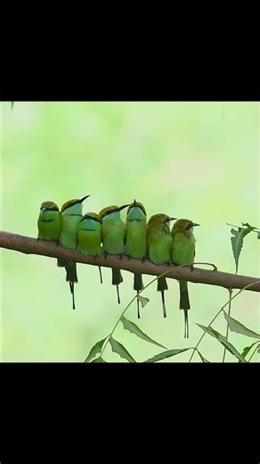 The Tiny Hunter: Green Bee-Eater in Stunning Detail