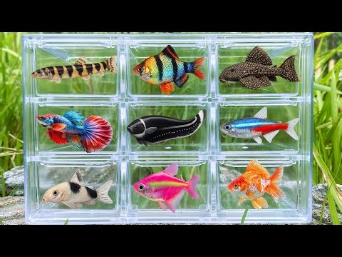 Fish: Goldfish, Neon Tetra, Loach, Knife Fish, Betta Fish, Corydoras, Pleco Fish, Tiger Barb, Glofis