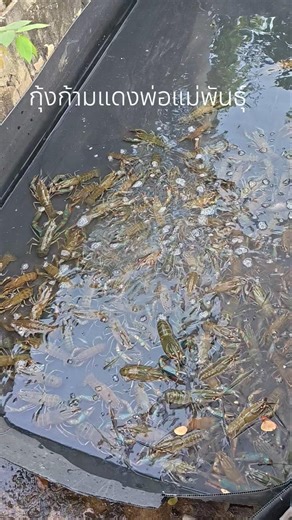 พ่อแม่พันธุ์ สำหรับมือใหม่ครับ #ขายกุ้ง #automobile