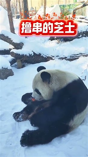 Zhishi Enjoying Some Skewers 🐼🍢 芝士也开始撸串了 🐼🍢