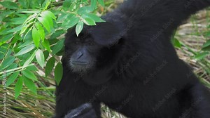 Close up Siamang (Symphalangus syndactylus) eating leaves deliciously. The largest of the gibbons. Siamang is an arboreal black-furred gibbon native to the forests of Indonesia, Malaysia and Thailand.