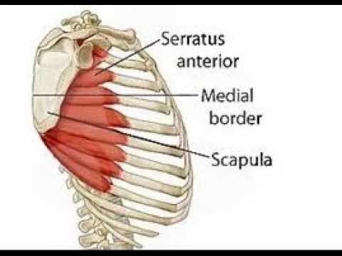Anatomy of Serratus Anterior Muscle and Serratus Posterior Muscle Inferior and Superior