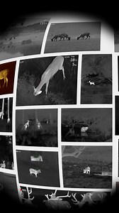 92 reactions |  Counting down the days till Christmas with Pulsar! It’s time to look back so we can move forward! Check out our yearly compilation of the footage we shared in 2024. Deers and bears, boars and moose, beavers and even pumas – the reel of the footage could go on and on. We're sure – 2025 is about to bring even more captivating sights, recorded with our thermal imaging devices. #Pulsarvision | Pulsar | Facebook