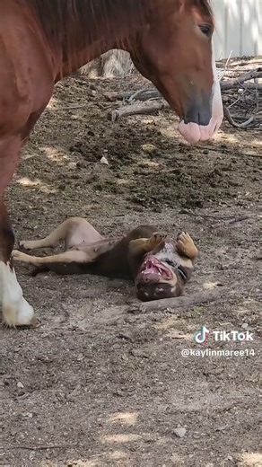 He's the personality hire. Happy Farm Dog Friday! (kaylinmaree14 via TikTok) | RFD-TV