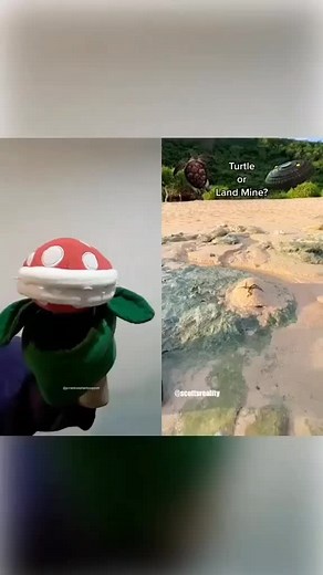 Puppet Turtle or Land Mine? The Ultimate Trick Revealed!