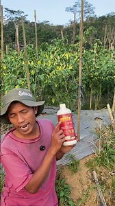 🍅 Antek – Solusi Ampuh Atasi Penyakit Jamur pada Tanaman!