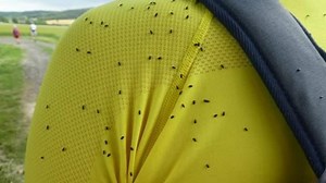 Ces petites bêtes noires qui prolifèrent et aiment la couleur jaune