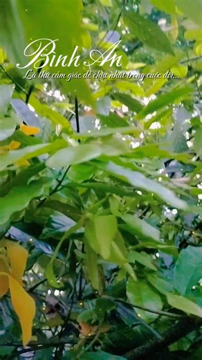 Bình an | Thoan Nguyen