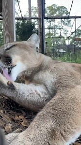 Beautiful Meeka, our cougar, always has to make sure she’s nice & clean! With over 80 different common names, the cougar holds the world record for the most names for one species of cat! What do you call this cat? Comment below! | Panther Ridge Conservation Center