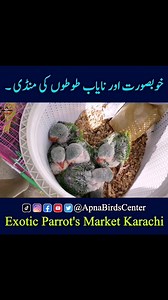 7.6K views · 331 reactions | Raw Parrot Chick's 列 #paharitota #rawparrot #parrotlover #karachi #birdsmarket #foryou #fypシ #fypシviralシ2024 #apnabirdscenter #owaiskhan | Apna Birds Center | Facebook