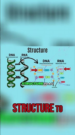DNA vs RNA: Key Differences Explained Simply!