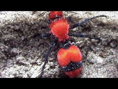 Giant Velvet Ant "cow killer" 1080P close up!!!