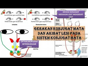 Video 29 Gerakan Konjugat Mata