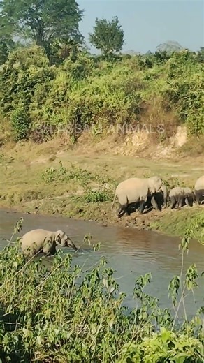 Elephant Family River Crossing – Beautiful Wildlife Moment 🐘🌿