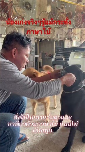He instructed his dog to fetch his glasses and watch using sign language.