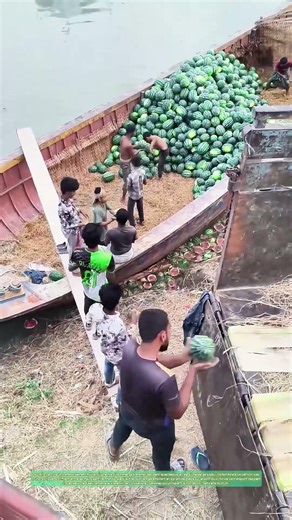 Chaîne humaine sur l'eau : des pastèques volantes traversent la coque jusqu'au camion