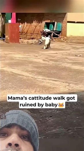 Mama cat's cattitude ruined by baby 😺 #cats #cat