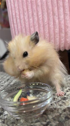 #hamstersoftiktok #snack #fyp #freeroamhamster #organic | hamsters