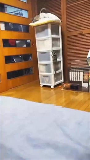 A bush baby curious and playful #animals #bushbaby | Animal Groups