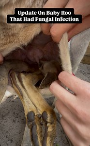 How Exciting! Baby Roo Is 100% Better! Come visit her! She’s back out with all the other Kangaroos! All tours include a Kangaroo Encounter! Book now at AnimalEDventures.com | Animal EDventure Park & Safari