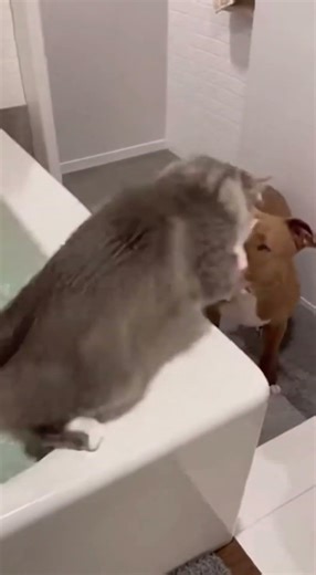 Bathroom Prank Sparks Intense Cat Attack #viral #funny #crazy
