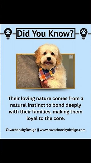 Cavachon Charm: Unveiling the Devoted Nature of This Adorable Breed #DogLovers #Cavachon