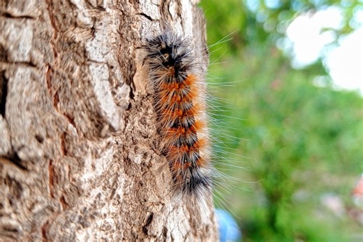 Comment soigner une piqûre de chenille processionnaire ?