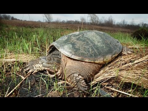 How to Set Up a Land Turtle Tank | Pet Turtles