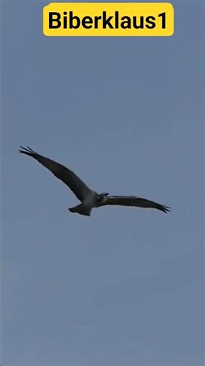 Fischadler. #Adler #vögel #wildtiere fliegt #Flug